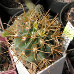 Ferocactus chrysacanthus L010