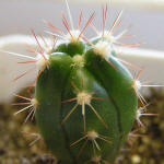 Ferocactus horridus