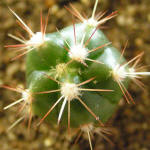 Ferocactus horridus