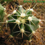 Ferocactus horridus