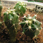 Ferocactus horridus