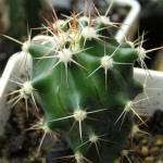 Ferocactus horridus