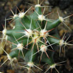 Ferocactus horridus