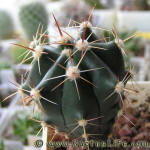 Ferocactus horridus