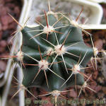 Ferocactus horridus