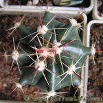 Ferocactus horridus