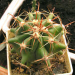 Ferocactus horridus