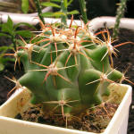 Ferocactus horridus