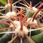 Ferocactus horridus