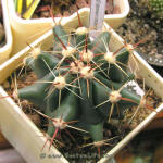 Ferocactus horridus