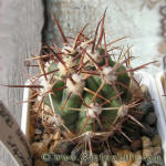 Ferocactus santamaria SB1237