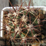 Ferocactus santamaria SB1237