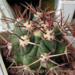 Ferocactus santamaria SB1237