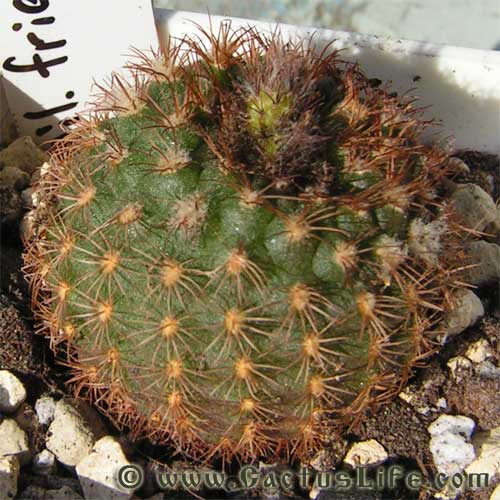 Frailea friedrichii