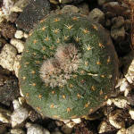 Frailea asteroides