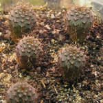Frailea asteroides