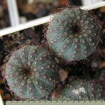Frailea asteroides