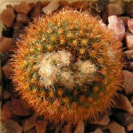 Frailea pumila v. rubrispina