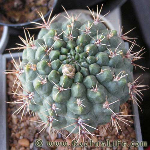 Gymnocalycium Baldianum