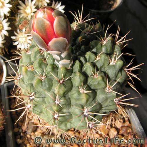 Gymnocalycium Baldianum