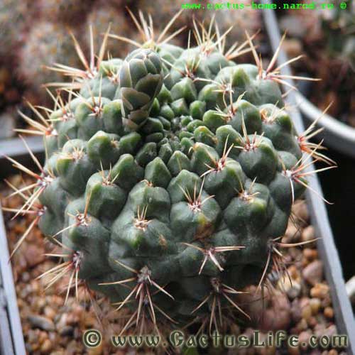 Gymnocalycium Baldianum