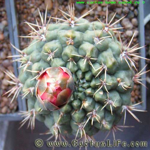 Gymnocalycium Baldianum