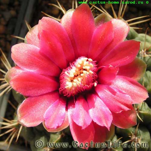 Gymnocalycium Baldianum