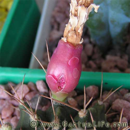 Gymnocalycium anisitsii