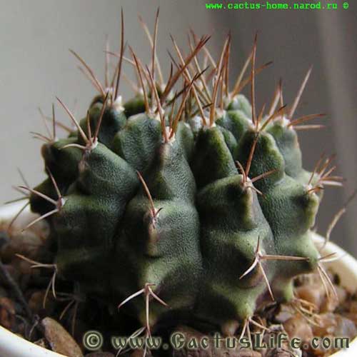 Gymnocalycium anisitsii