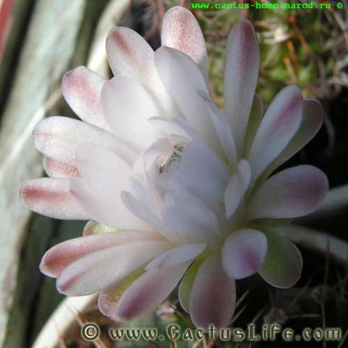 Gymnocalycium anisitsii