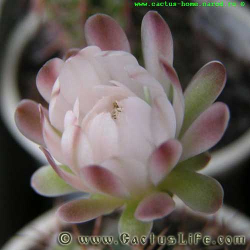 Gymnocalycium anisitsii