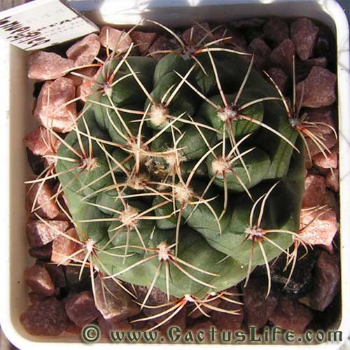 Gymnocalycium Baldianum