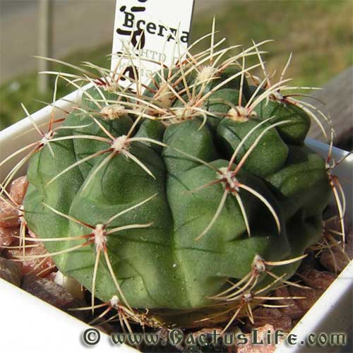 Gymnocalycium Baldianum