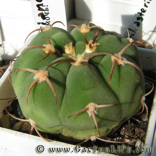 Gymnocalycium bayrianum