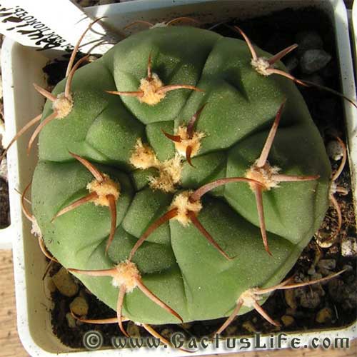 Gymnocalycium bayrianum