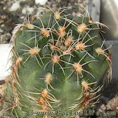 Gymnocalycium bruchii brigittae P214