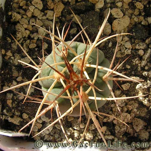 Gymnocalycium cardenasianum