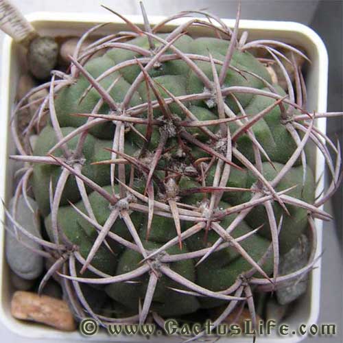 Gymnocalycium carmianthum