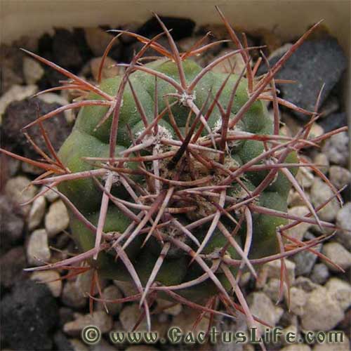 Gymnocalycium castellanosii P80b