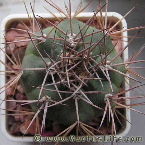 Gymnocalycium castellanosii var. armillatum P217