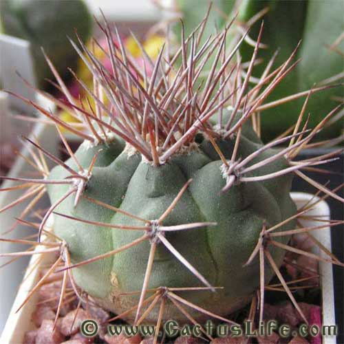 Gymnocalycium castellanosii var. armillatum P217