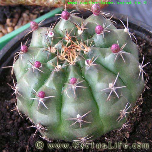 Gymnocalycium anisitsii (damsii)