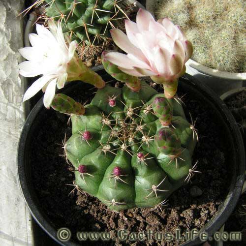 Gymnocalycium Anisitsii (damsii)