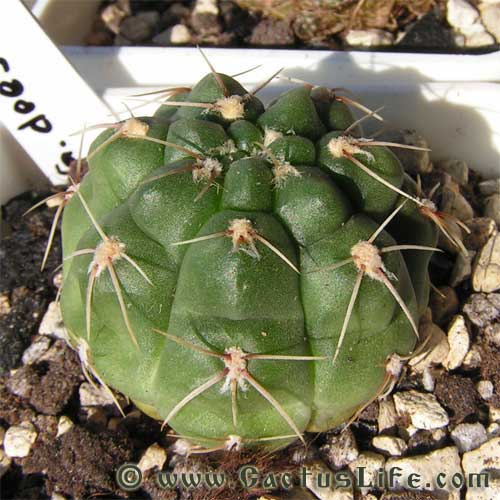 Gymnocalycium deeszianum