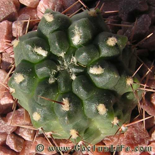 Gymnocalycium gibbosum WP151-233