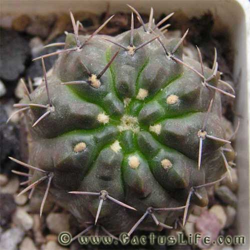 Gymnocalycium gibbosum WP151-233