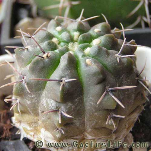 Gymnocalycium gibbosum WP151-233