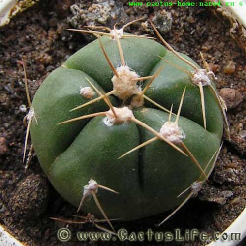 Gymnocalycium Horstii