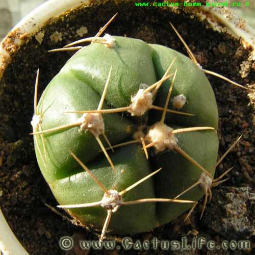 Gymnocalycium Horstii