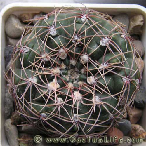 Gymnocalycium leeanum